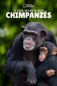 A Vida Secreta dos Chimpanzés